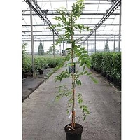 Wisteria floribunda Plant - Rosea (syn. Honbeni)
