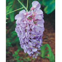Wisteria frutescens Plant - Amethyst Falls