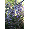 Wisteria Plant - Harlequin