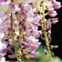Wisteria Plant - Lipstick