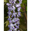 Wisteria Plant - x Caroline