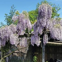 Wisteria Prolific 1.5 Litre Pot x 1