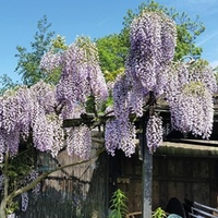 Wisteria Prolific