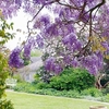 Wisteria sinensis Plant - Prolific