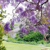 Wisteria sinensis Plant - Prolific