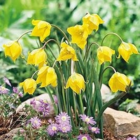 Woodland Tulip Bulbs