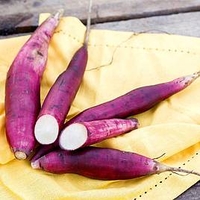 Yacon Gourmet Roots - Inka Red