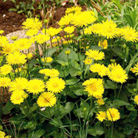 Year-Round Pollinator Plants - Collection
