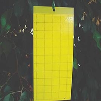 Yellow Sticky Traps