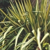 Yucca filamentosa - Color Guard