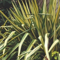 Yucca filamentosa - Color Guard
