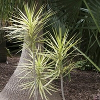 Yucca Plant - Jewel Yellow And Green