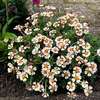 Zaluzianskya Plant - Orange Eye