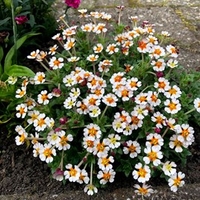 Zaluzianskya Plant - Orange Eye