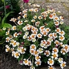 Zaluzianskya Plant - Orange Eye