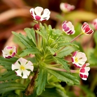 Zaluzianskya Plant - Star Balsam