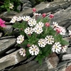 Zaluzianskya Plants - Star Balsam