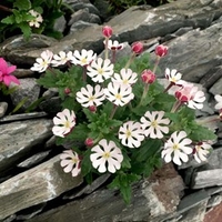 Zaluzianskya Plants - Star Balsam