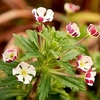 Zaluzianskya Plants - Star Balsam