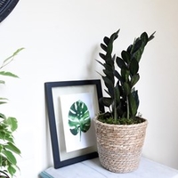 Zamioculcas Raven