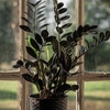 Zamioculcas Zamiifolia