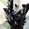 Zamioculcas Zamiifolia