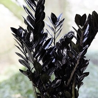 Zamioculcas Zamiifolia