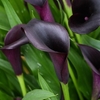 Zantedeschia Odessa