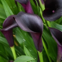 Zantedeschia Odessa