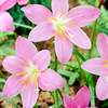 Zephyranthus robustus Bulbs