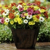 Zinnia Plants - Zahara