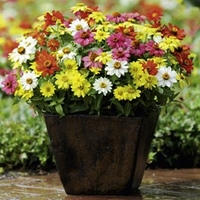 Zinnia Plants - Zahara