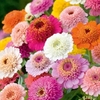 Zinnia Seeds - Faberge Mixed