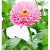 Zinnia Seeds - Illumination