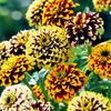 Zinnia Seeds - Jazzy Mixed