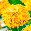 Zinnia Seeds - Pop Art Gold and Red
