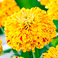 Zinnia Seeds - Pop Art Gold and Red