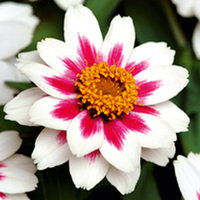 Zinnia Seeds - Starlight Rose