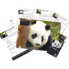 Adopt a Panda