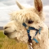 Alpaca Adoption Pack