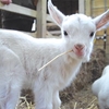 Animal Keeper Experience in Sussex