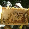 Bee Keeper for a Day