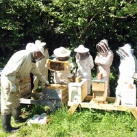 Bee Keeping Experience Cardiff