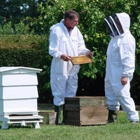 Bee Keeping in Kent