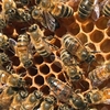Beekeeping for Beginners Lincolnshire
