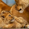 Big Cat Photography