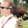Birds of Prey Hertfordshire