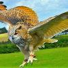 Birds of Prey Peterborough