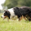 Border Collie Experience