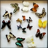 Butterfly Setting & Preserving